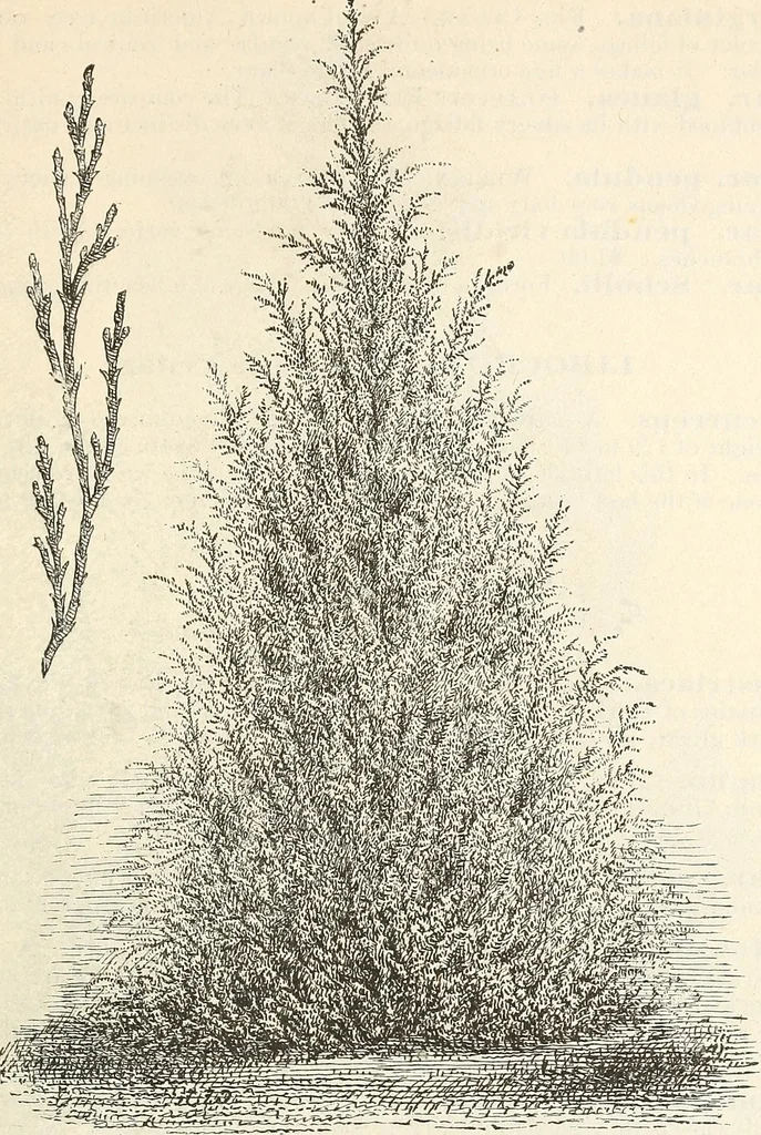 An illustration from Descriptive catalogue of hardy ornamental trees, shrubs, herbaceous perennial plants, etc. : twenty-fourth edition, 1880, leaf 56