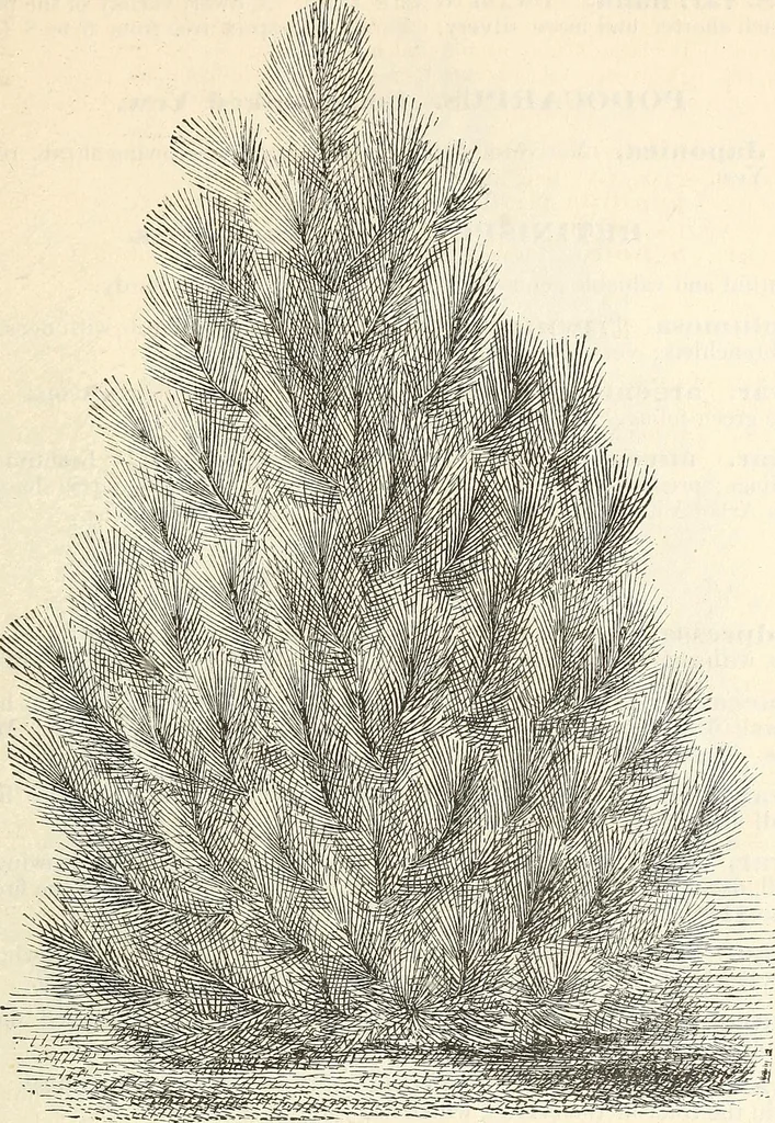 An illustration from Descriptive catalogue of hardy ornamental trees, shrubs, herbaceous perennial plants, etc. : twenty-fourth edition, 1880, leaf 58