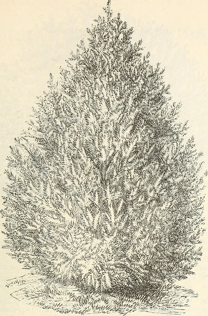 An illustration from Descriptive catalogue of hardy ornamental trees, shrubs, herbaceous perennial plants, etc. : twenty-fourth edition, 1880, leaf 60