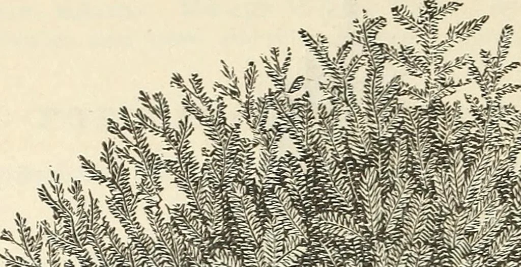 An illustration from Descriptive catalogue of hardy ornamental trees, shrubs, herbaceous perennial plants, etc. : twenty-fourth edition, 1880, leaf 61