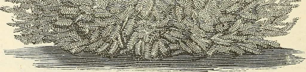 An illustration from Descriptive catalogue of hardy ornamental trees, shrubs, herbaceous perennial plants, etc. : twenty-fourth edition, 1880, leaf 61