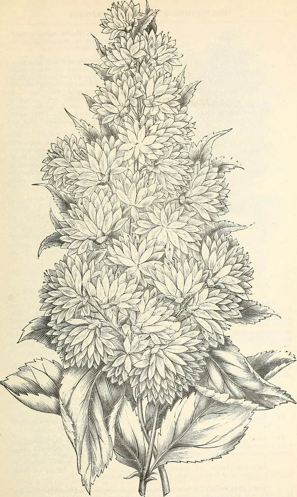 An illustration from Descriptive catalogue of hardy ornamental trees, shrubs, herbaceous perennial plants, etc. : twenty-fourth edition, 1880, leaf 66