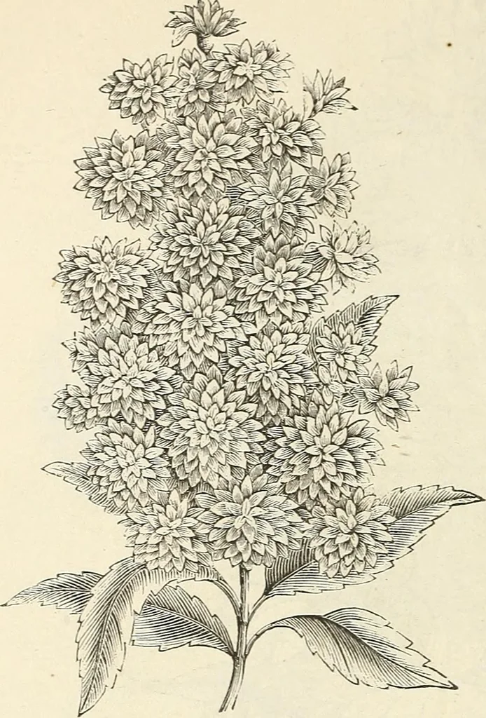 An illustration from Descriptive catalogue of hardy ornamental trees, shrubs, herbaceous perennial plants, etc. : twenty-fourth edition, 1880, leaf 67