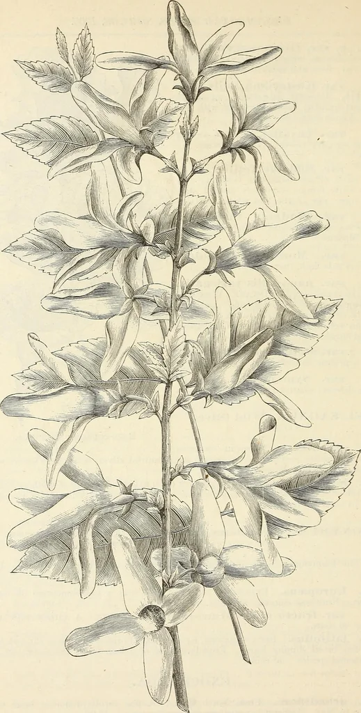 An illustration from Descriptive catalogue of hardy ornamental trees, shrubs, herbaceous perennial plants, etc. : twenty-fourth edition, 1880, leaf 69