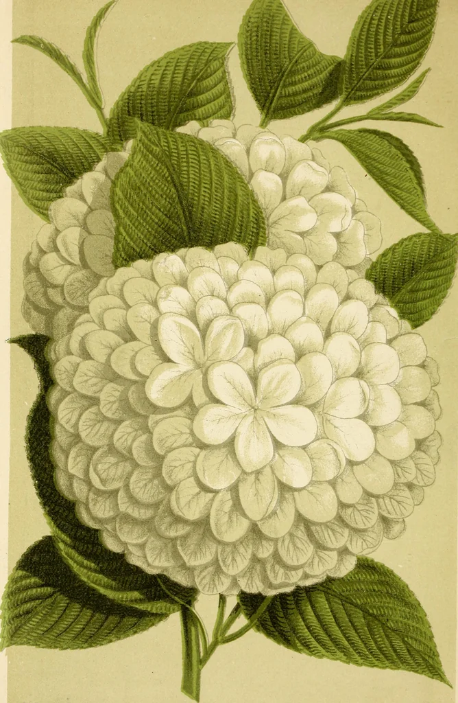 An illustration from Descriptive catalogue of hardy ornamental trees, shrubs, herbaceous perennial plants, etc. : twenty-fourth edition, 1880, leaf 7