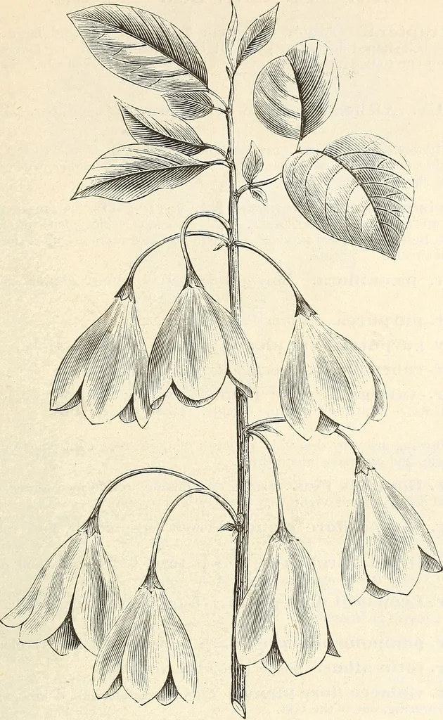 An illustration from Descriptive catalogue of hardy ornamental trees, shrubs, herbaceous perennial plants, etc. : twenty-fourth edition, 1880, leaf 70