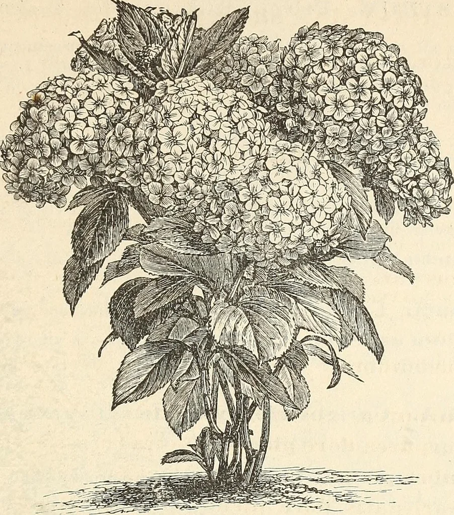 An illustration from Descriptive catalogue of hardy ornamental trees, shrubs, herbaceous perennial plants, etc. : twenty-fourth edition, 1880, leaf 72
