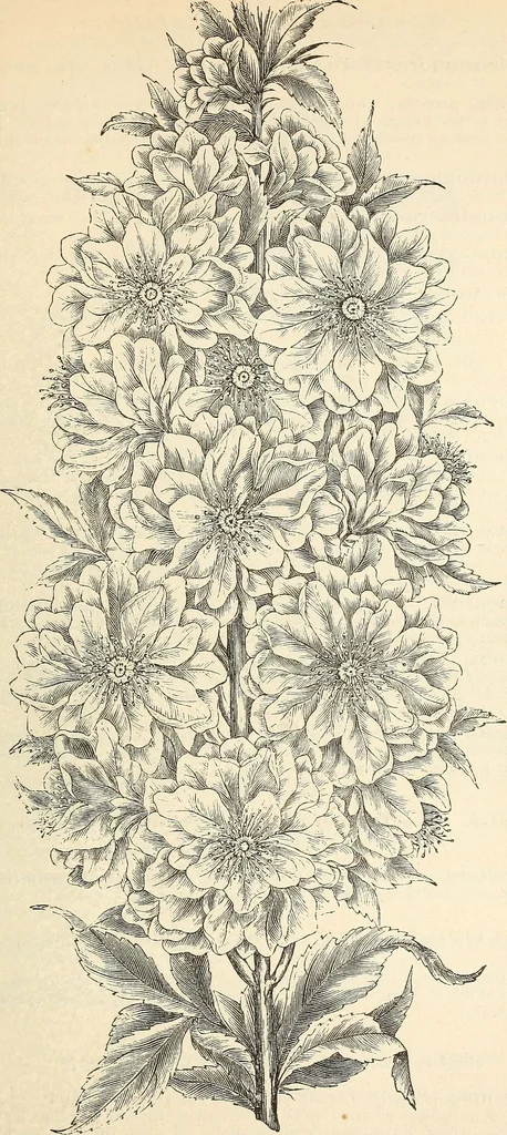 An illustration from Descriptive catalogue of hardy ornamental trees, shrubs, herbaceous perennial plants, etc. : twenty-fourth edition, 1880, leaf 74