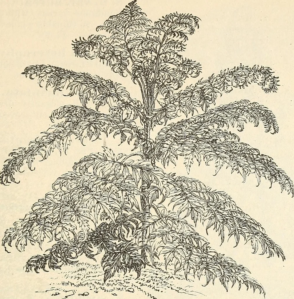 An illustration from Descriptive catalogue of hardy ornamental trees, shrubs, herbaceous perennial plants, etc. : twenty-fourth edition, 1880, leaf 76