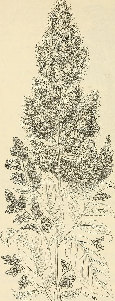 An illustration from Descriptive catalogue of hardy ornamental trees, shrubs, herbaceous perennial plants, etc. : twenty-fourth edition, 1880, leaf 77