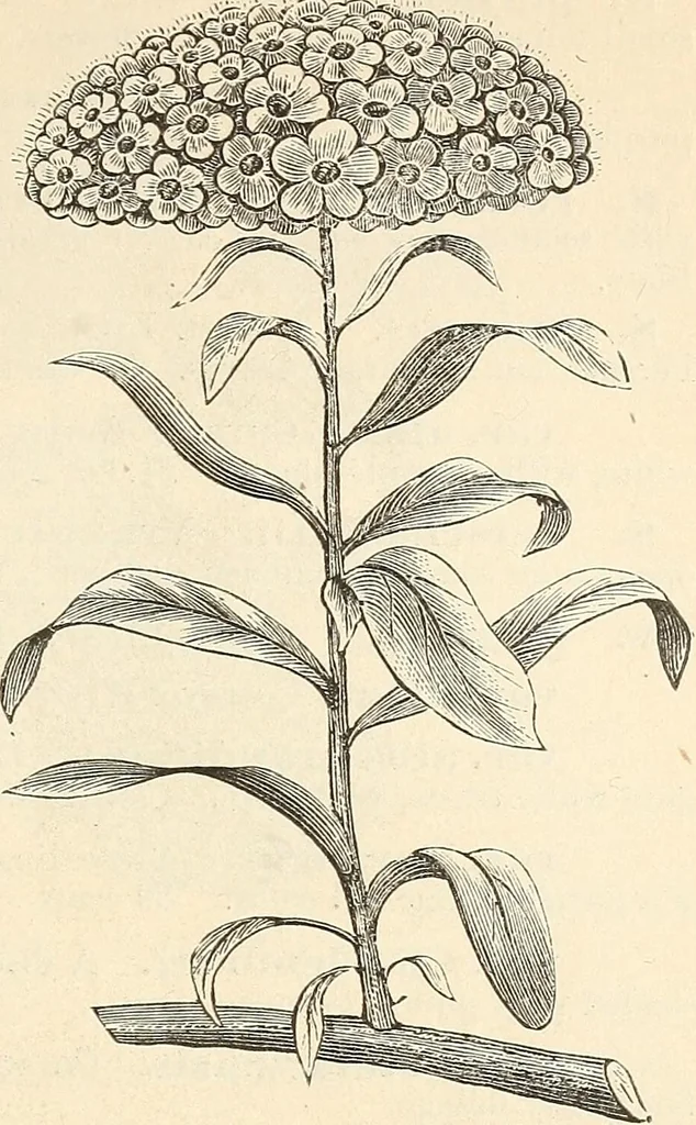 An illustration from Descriptive catalogue of hardy ornamental trees, shrubs, herbaceous perennial plants, etc. : twenty-fourth edition, 1880, leaf 78