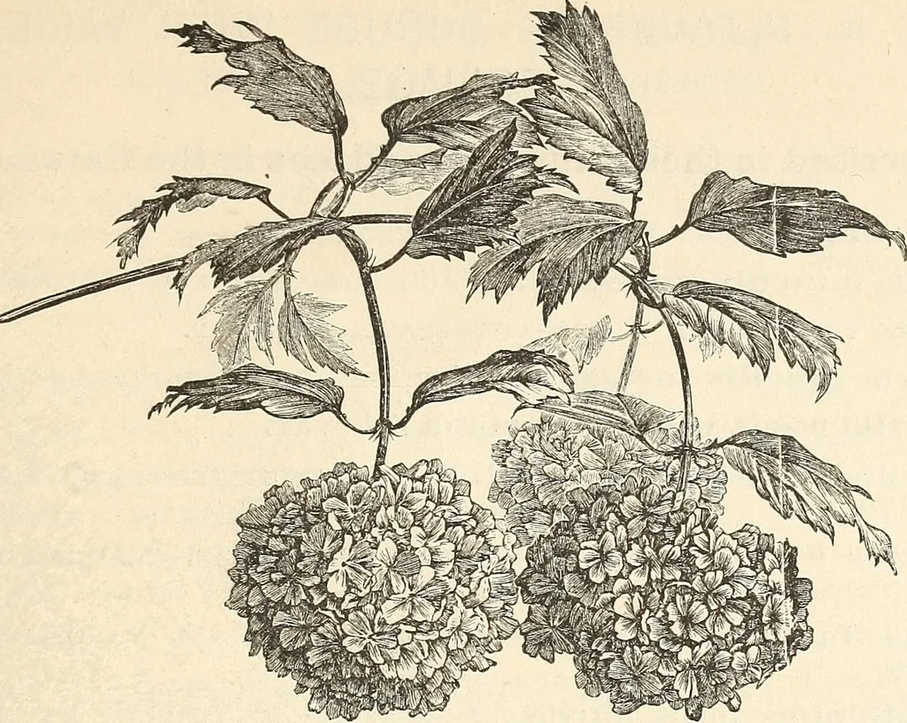An illustration from Descriptive catalogue of hardy ornamental trees, shrubs, herbaceous perennial plants, etc. : twenty-fourth edition, 1880, leaf 80