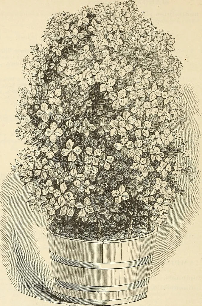 An illustration from Descriptive catalogue of hardy ornamental trees, shrubs, herbaceous perennial plants, etc. : twenty-fourth edition, 1880, leaf 85