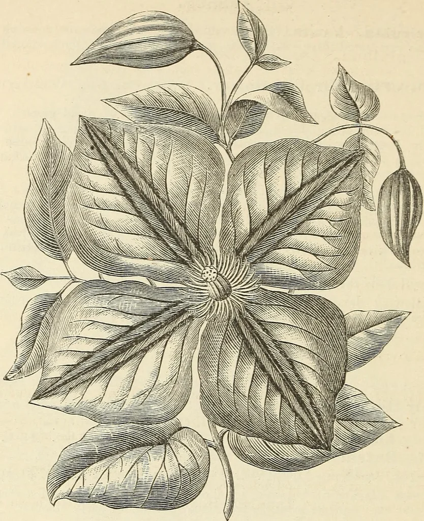 An illustration from Descriptive catalogue of hardy ornamental trees, shrubs, herbaceous perennial plants, etc. : twenty-fourth edition, 1880, leaf 87