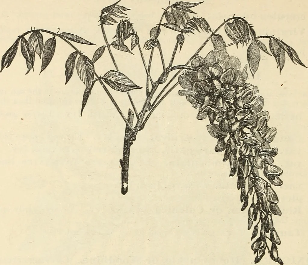 An illustration from Descriptive catalogue of hardy ornamental trees, shrubs, herbaceous perennial plants, etc. : twenty-fourth edition, 1880, leaf 89