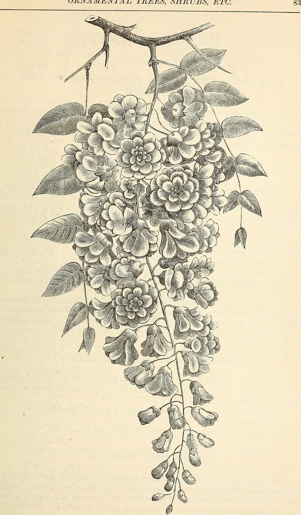 An illustration from Descriptive catalogue of hardy ornamental trees, shrubs, herbaceous perennial plants, etc. : twenty-fourth edition, 1880, leaf 90