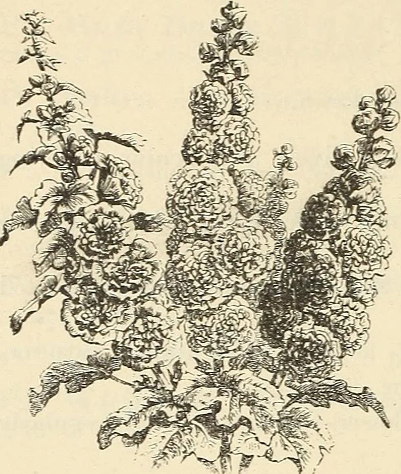 An illustration from Descriptive catalogue of hardy ornamental trees, shrubs, herbaceous perennial plants, etc. : twenty-fourth edition, 1880, leaf 97