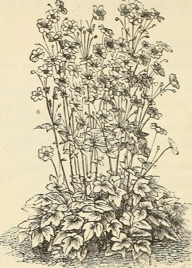 An illustration from Descriptive catalogue of hardy ornamental trees, shrubs, herbaceous perennial plants, etc. : twenty-fourth edition, 1880, leaf 99