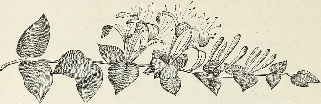 An illustration from Descriptive catalogue of ornamental trees, shrubs, hardy perennial plants, etc. : twenty-fifth edition, 1882, leaf 103