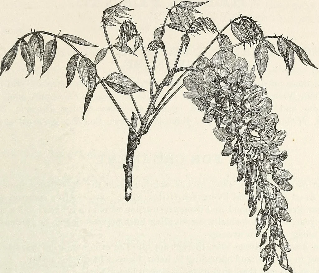 An illustration from Descriptive catalogue of ornamental trees, shrubs, hardy perennial plants, etc. : twenty-fifth edition, 1882, leaf 104