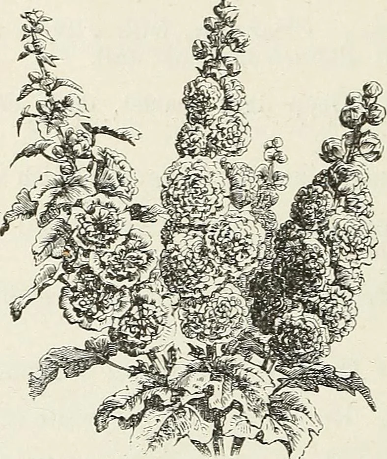 An illustration from Descriptive catalogue of ornamental trees, shrubs, hardy perennial plants, etc. : twenty-fifth edition, 1882, leaf 111