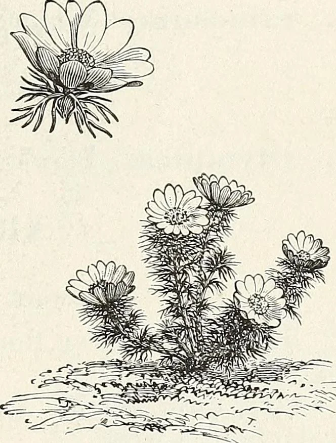 An illustration from Descriptive catalogue of ornamental trees, shrubs, hardy perennial plants, etc. : twenty-fifth edition, 1882, leaf 112