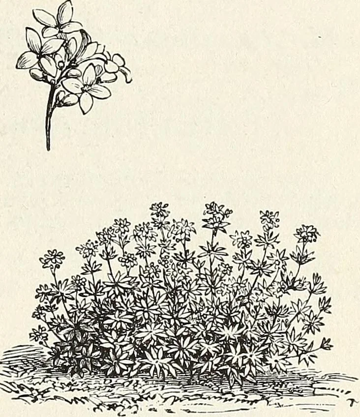 An illustration from Descriptive catalogue of ornamental trees, shrubs, hardy perennial plants, etc. : twenty-fifth edition, 1882, leaf 114