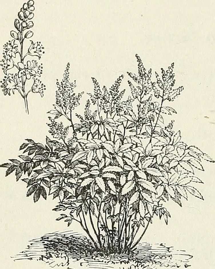 An illustration from Descriptive catalogue of ornamental trees, shrubs, hardy perennial plants, etc. : twenty-fifth edition, 1882, leaf 115