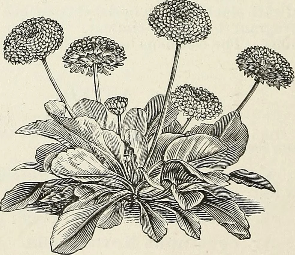 An illustration from Descriptive catalogue of ornamental trees, shrubs, hardy perennial plants, etc. : twenty-fifth edition, 1882, leaf 115