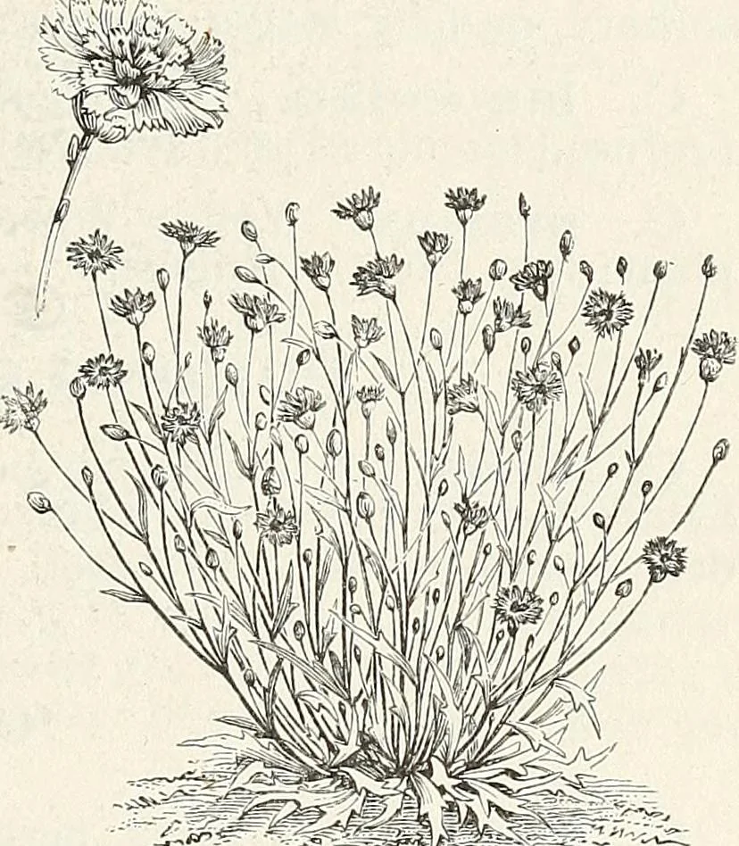 An illustration from Descriptive catalogue of ornamental trees, shrubs, hardy perennial plants, etc. : twenty-fifth edition, 1882, leaf 116