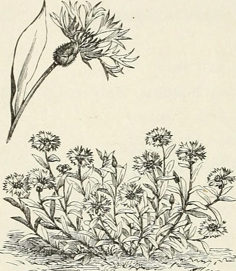 An illustration from Descriptive catalogue of ornamental trees, shrubs, hardy perennial plants, etc. : twenty-fifth edition, 1882, leaf 117
