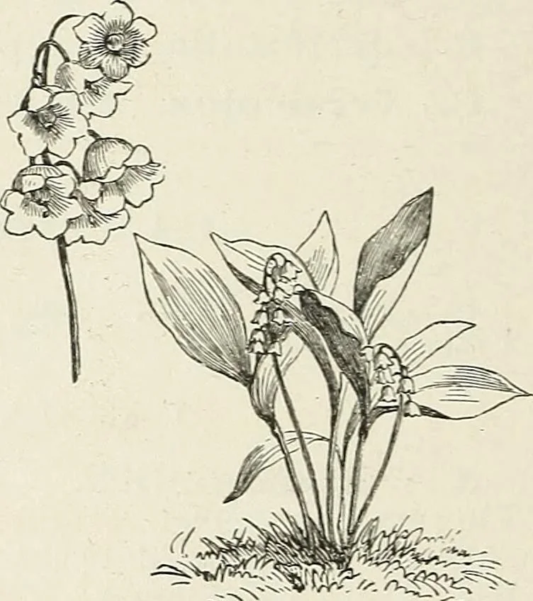 An illustration from Descriptive catalogue of ornamental trees, shrubs, hardy perennial plants, etc. : twenty-fifth edition, 1882, leaf 117