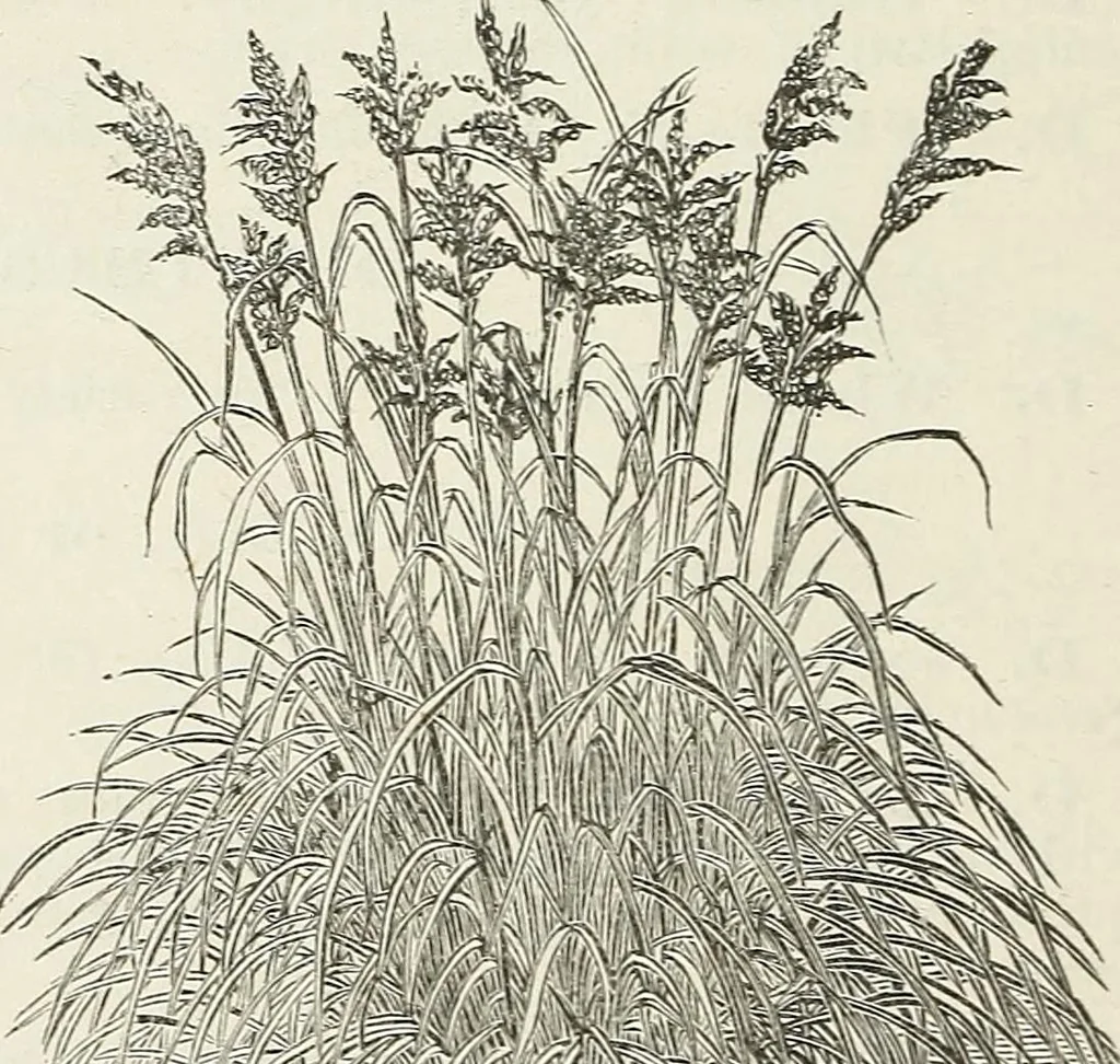 An illustration from Descriptive catalogue of ornamental trees, shrubs, hardy perennial plants, etc. : twenty-fifth edition, 1882, leaf 119