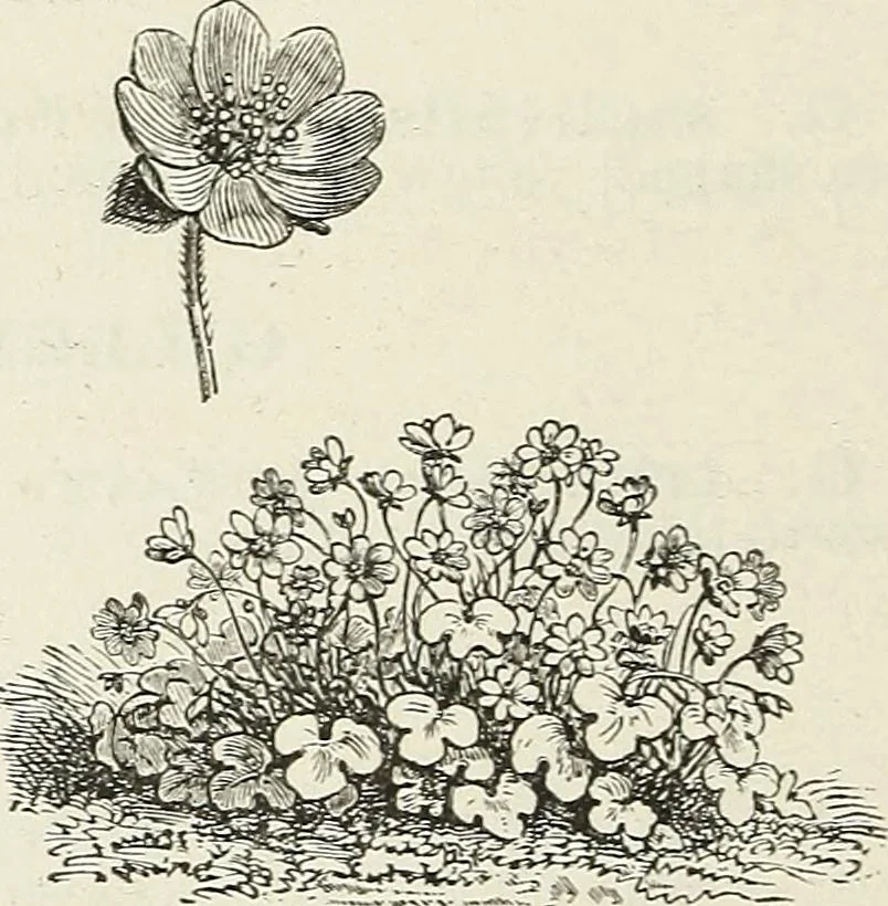 An illustration from Descriptive catalogue of ornamental trees, shrubs, hardy perennial plants, etc. : twenty-fifth edition, 1882, leaf 121