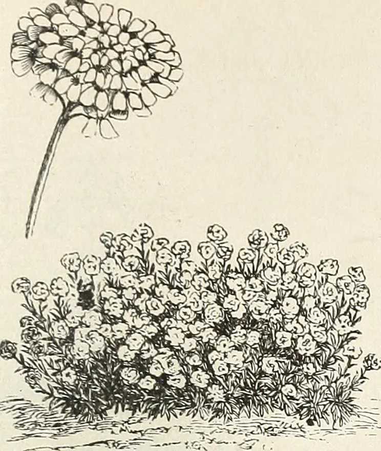 An illustration from Descriptive catalogue of ornamental trees, shrubs, hardy perennial plants, etc. : twenty-fifth edition, 1882, leaf 122