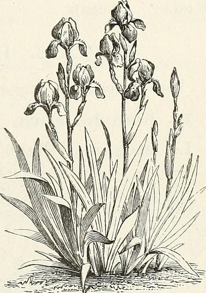 An illustration from Descriptive catalogue of ornamental trees, shrubs, hardy perennial plants, etc. : twenty-fifth edition, 1882, leaf 122