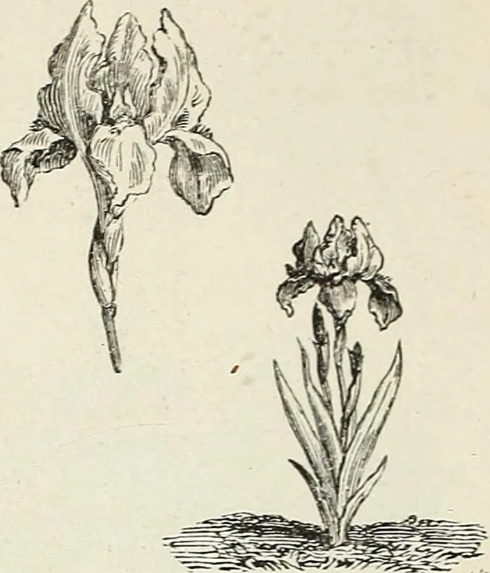 An illustration from Descriptive catalogue of ornamental trees, shrubs, hardy perennial plants, etc. : twenty-fifth edition, 1882, leaf 123