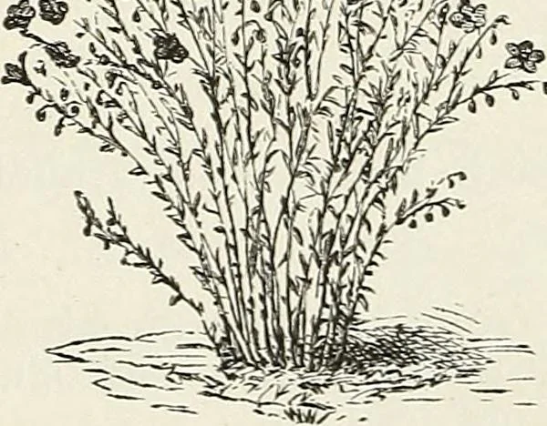 An illustration from Descriptive catalogue of ornamental trees, shrubs, hardy perennial plants, etc. : twenty-fifth edition, 1882, leaf 123
