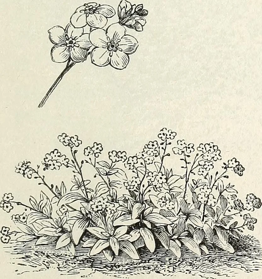 An illustration from Descriptive catalogue of ornamental trees, shrubs, hardy perennial plants, etc. : twenty-fifth edition, 1882, leaf 124