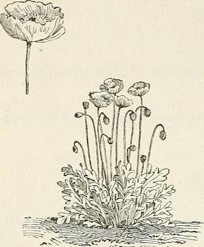 An illustration from Descriptive catalogue of ornamental trees, shrubs, hardy perennial plants, etc. : twenty-fifth edition, 1882, leaf 125