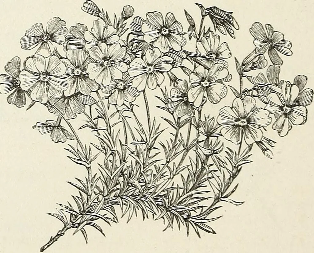 An illustration from Descriptive catalogue of ornamental trees, shrubs, hardy perennial plants, etc. : twenty-fifth edition, 1882, leaf 125