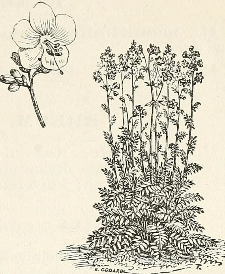 An illustration from Descriptive catalogue of ornamental trees, shrubs, hardy perennial plants, etc. : twenty-fifth edition, 1882, leaf 126