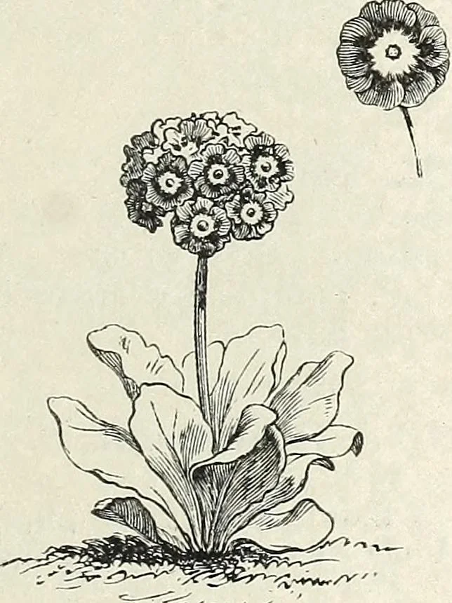 An illustration from Descriptive catalogue of ornamental trees, shrubs, hardy perennial plants, etc. : twenty-fifth edition, 1882, leaf 126