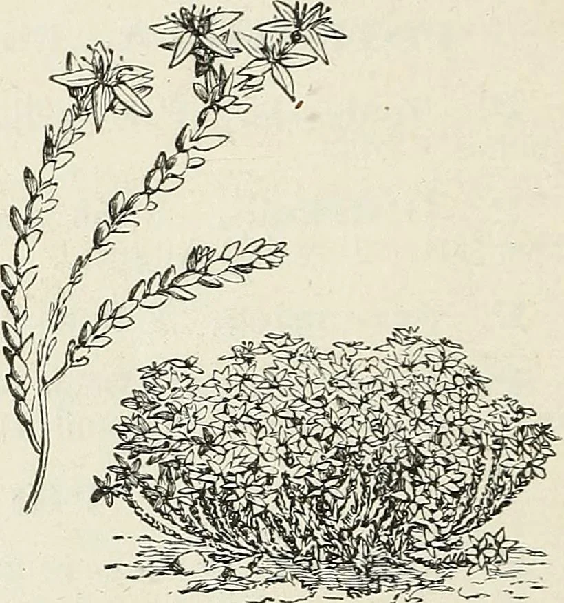An illustration from Descriptive catalogue of ornamental trees, shrubs, hardy perennial plants, etc. : twenty-fifth edition, 1882, leaf 127