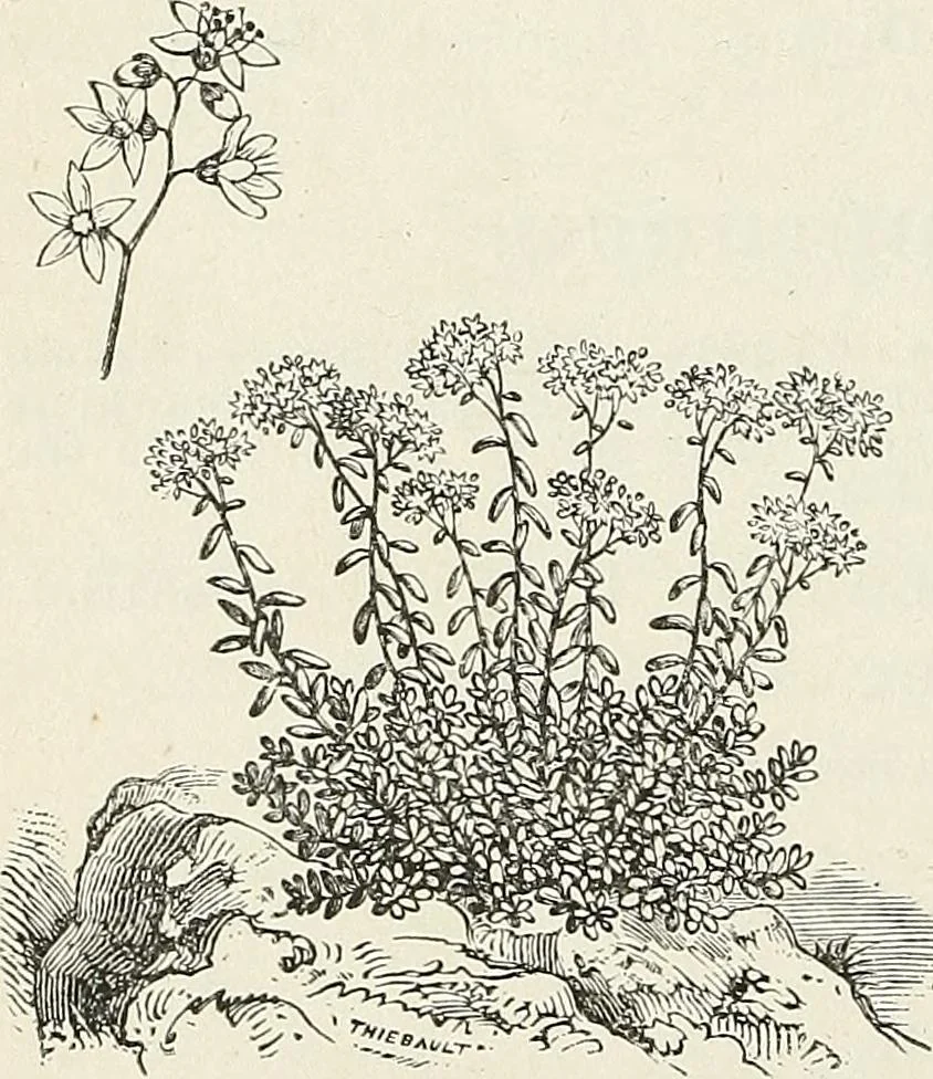 An illustration from Descriptive catalogue of ornamental trees, shrubs, hardy perennial plants, etc. : twenty-fifth edition, 1882, leaf 127