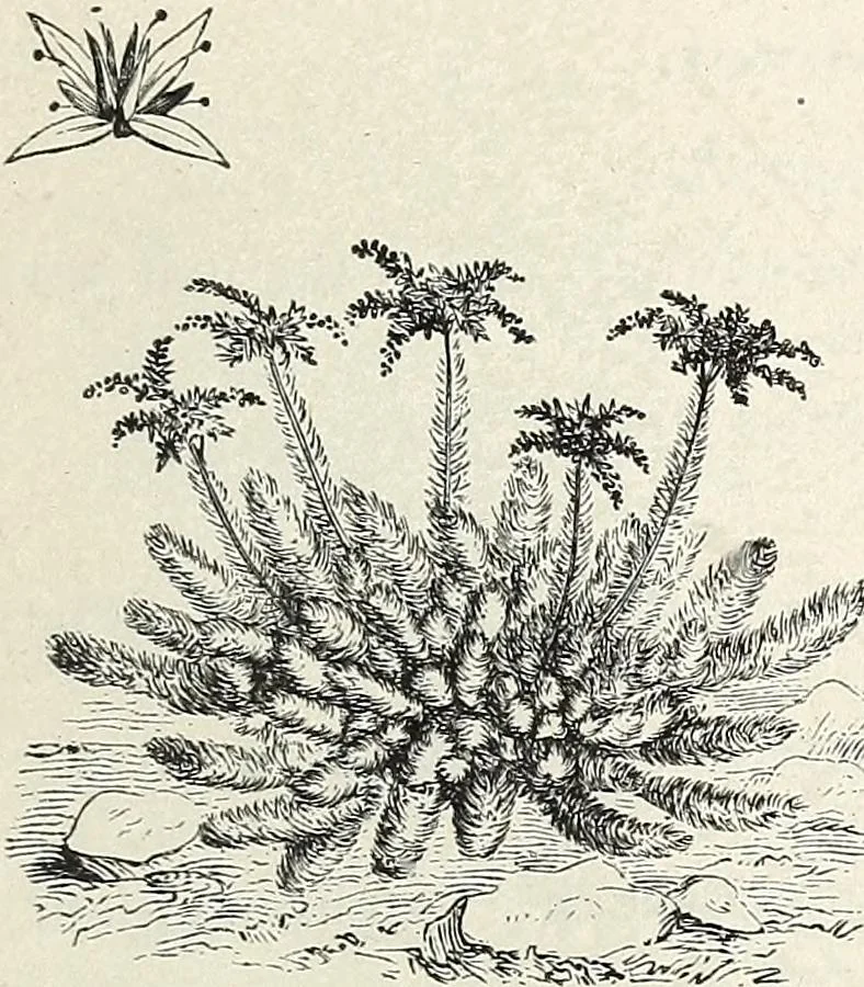 An illustration from Descriptive catalogue of ornamental trees, shrubs, hardy perennial plants, etc. : twenty-fifth edition, 1882, leaf 128