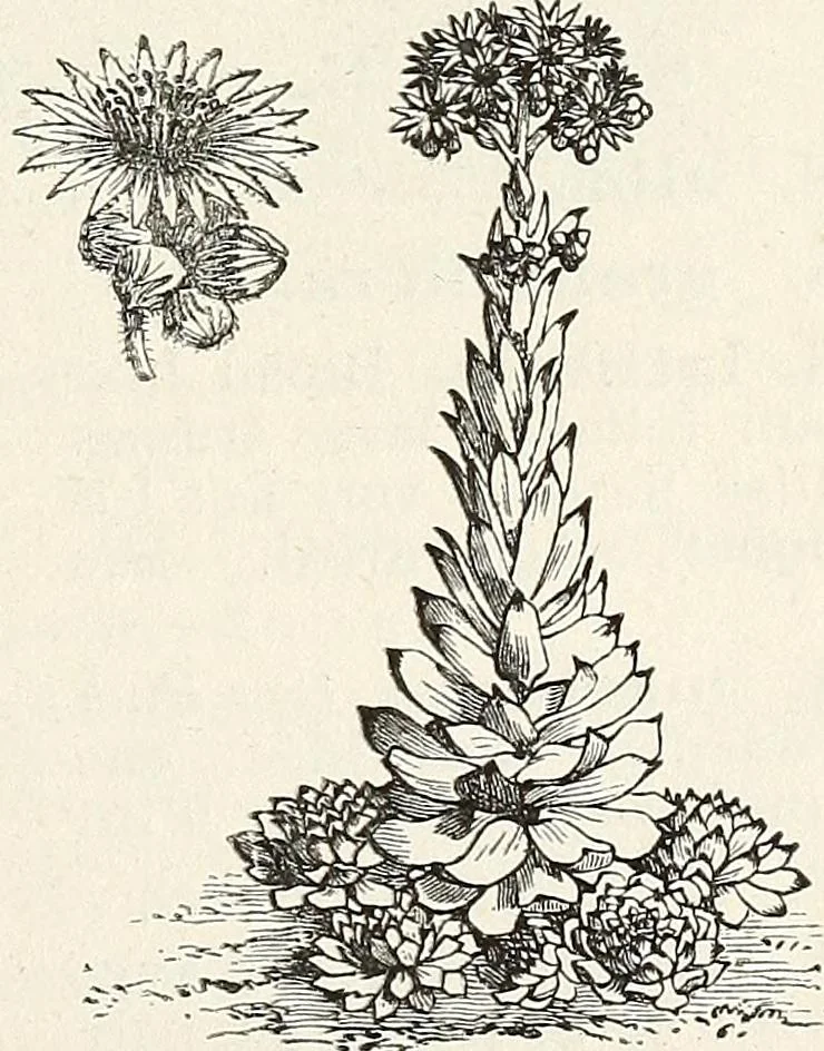 An illustration from Descriptive catalogue of ornamental trees, shrubs, hardy perennial plants, etc. : twenty-fifth edition, 1882, leaf 128