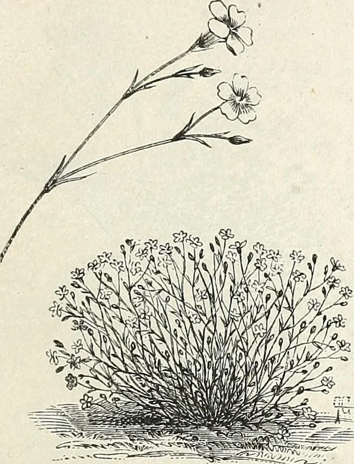 An illustration from Descriptive catalogue of ornamental trees, shrubs, hardy perennial plants, etc. : twenty-fifth edition, 1882, leaf 130