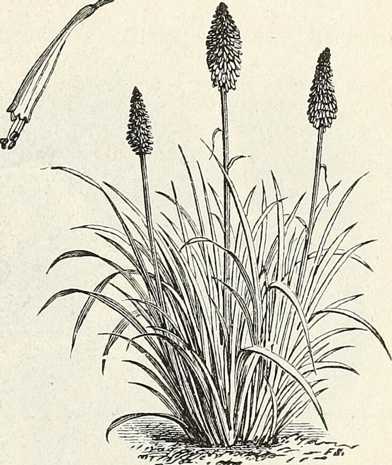 An illustration from Descriptive catalogue of ornamental trees, shrubs, hardy perennial plants, etc. : twenty-fifth edition, 1882, leaf 130