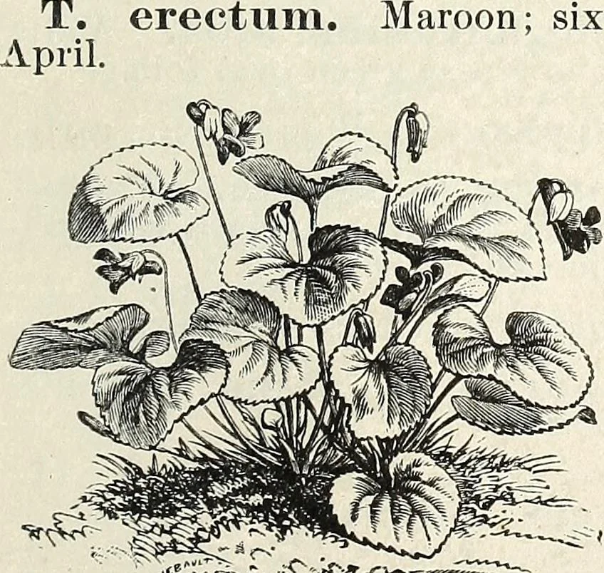 An illustration from Descriptive catalogue of ornamental trees, shrubs, hardy perennial plants, etc. : twenty-fifth edition, 1882, leaf 130